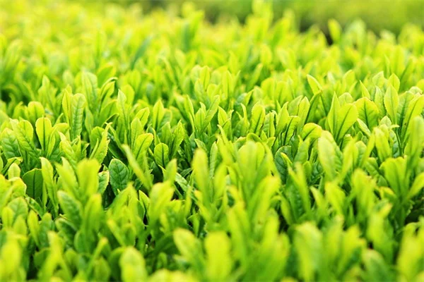 ALDIのアナベルが9.99ドル！超コスパで失敗しない植え方