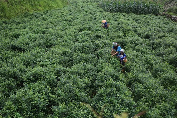 リンゴの木の挿し木は成功する？発根のコツと失敗しない育て方