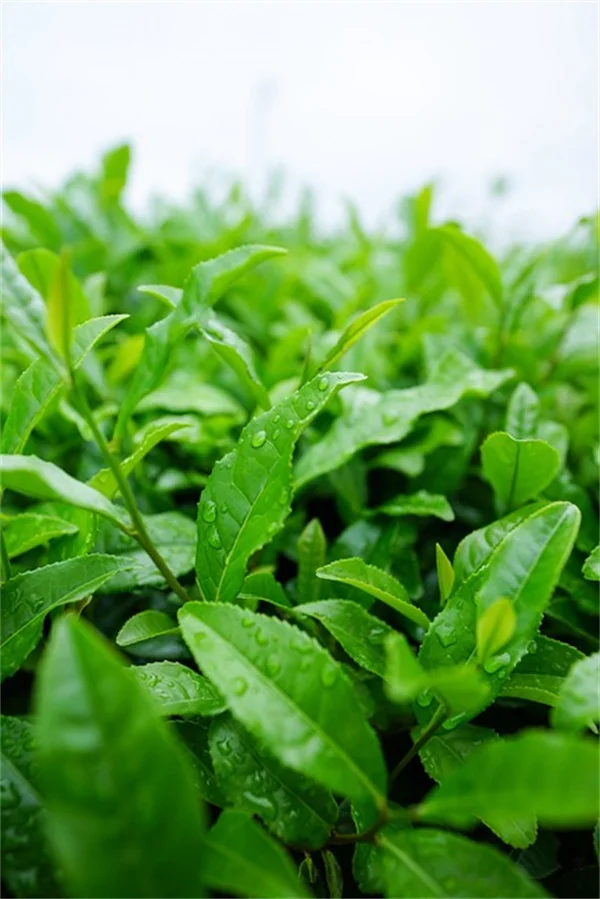 スーパーの生姜を植えても育つ？プロが教える3つのコツ